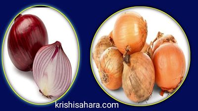 onion-price-in-rajasthan