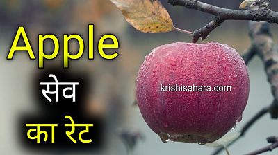 apple-ka-mandi-bhav-today