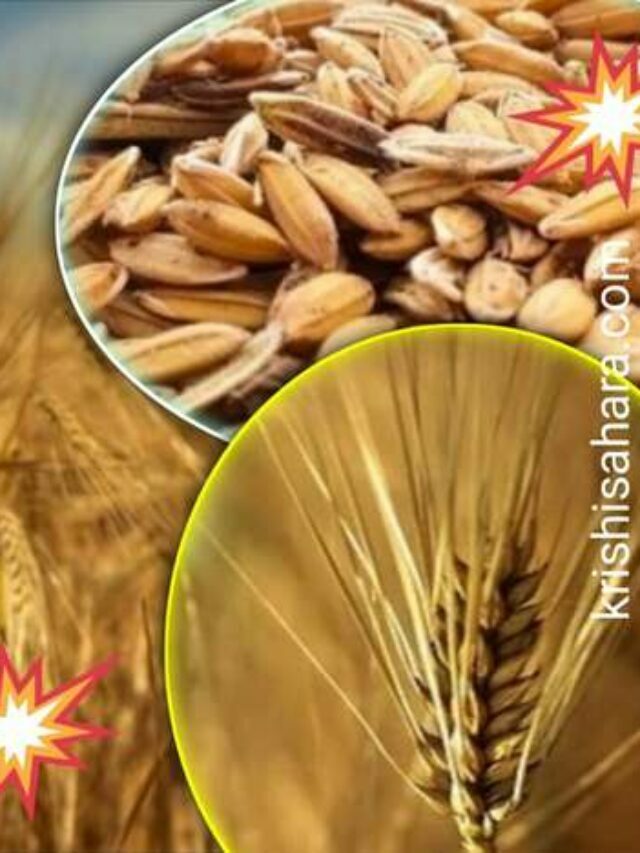 जौ का मंडी भाव क्या चल रहा है – barley market