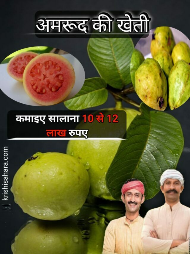अमरूद की खेती – 10-12 लाख रुपए की सालाना कमाई – guava cultivation